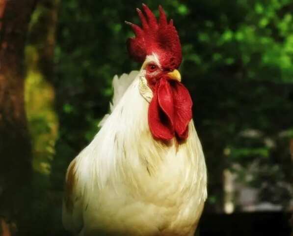 మళ్లీ బర్డ్ ఫ్లూ కలకలం