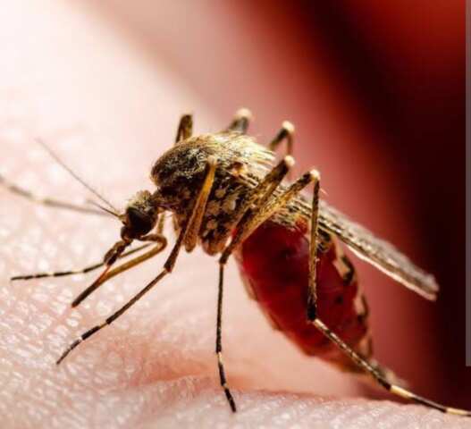 2 నెలలు దోమలతో జాగ్రత్త