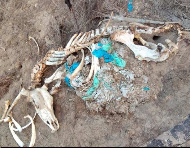 అమ్మో .. ప్లాస్టిక్ భూతం