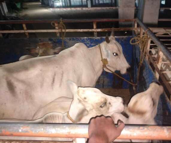 పశువుల అక్రమ రవాణా.. పోలీసుల అదుపులో నలుగురు వ్యక్తులు